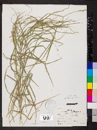 Carex muskingumensis image