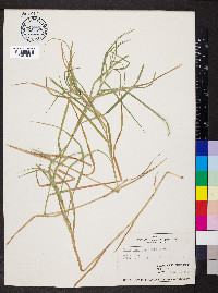 Carex muskingumensis image