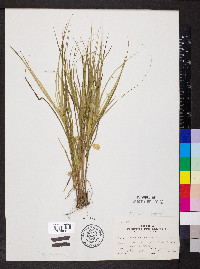 Carex muskingumensis image