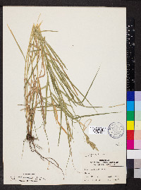 Carex muskingumensis image