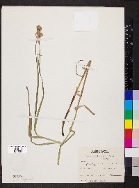 Carex muskingumensis image