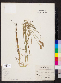 Carex muskingumensis image