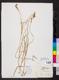 Carex muskingumensis image