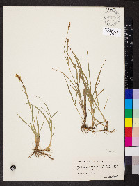 Carex meadii image