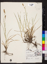 Carex meadii image