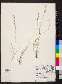 Carex meadii image