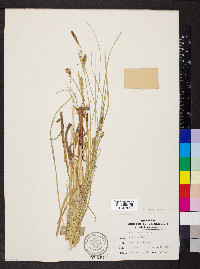 Carex meadii image