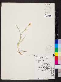 Carex meadii image