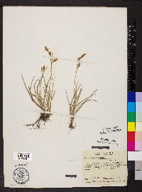Carex meadii image