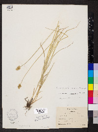Carex molesta image