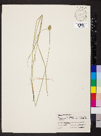 Carex molesta image