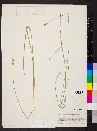 Carex molesta image