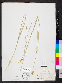 Carex molesta image