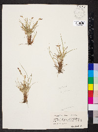 Carex umbellata image