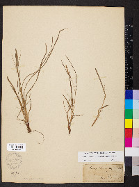 Carex oligocarpa image