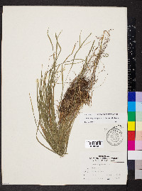 Carex oligocarpa image