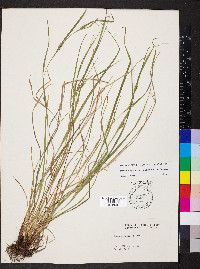 Carex oligocarpa image