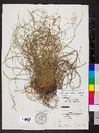 Carex oligocarpa image