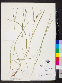 Carex oligocarpa image