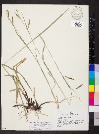 Carex oxylepis image