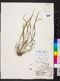 Carex oxylepis image