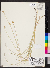 Carex normalis image