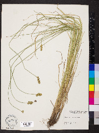 Carex normalis image