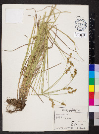 Carex normalis image