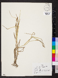 Carex normalis image