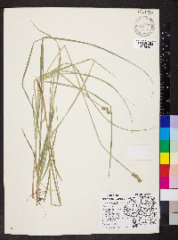 Carex normalis image