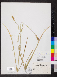 Carex normalis image