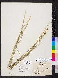 Carex normalis image