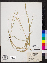 Carex normalis image