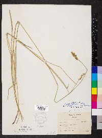 Carex normalis image