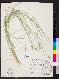 Carex normalis image