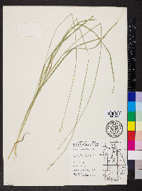 Carex normalis image