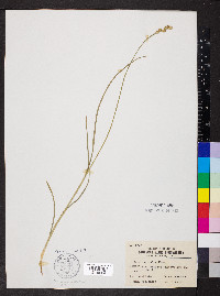 Carex normalis image