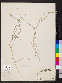 Carex normalis image