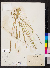 Carex normalis image