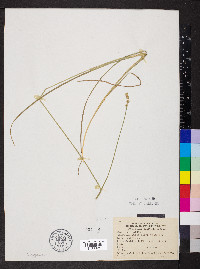 Carex normalis image