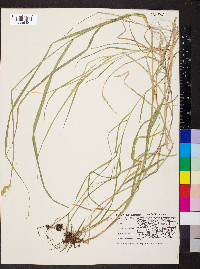 Carex normalis image