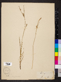 Carex panicea image