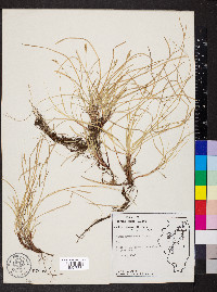 Carex physorhyncha image