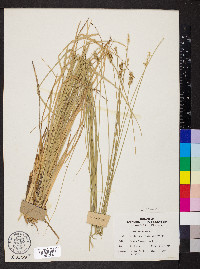 Carex plana image