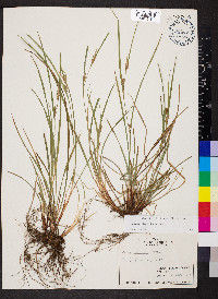 Carex planispicata image