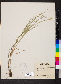 Carex projecta image