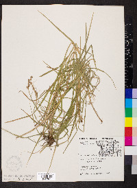 Carex projecta image