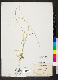 Carex retroflexa image