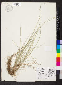 Carex retroflexa image