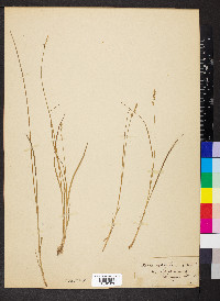 Carex retroflexa image